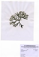 藏品(臺灣松藻)的圖片